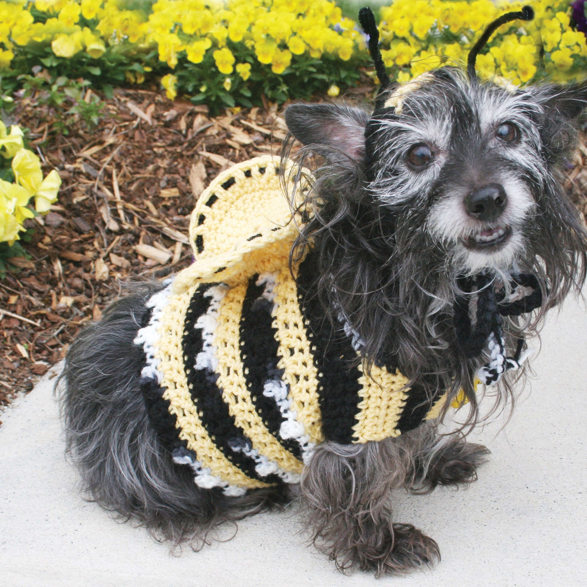 Red Heart Dog's Crochet Bumble Bee Costume | Yarnspirations